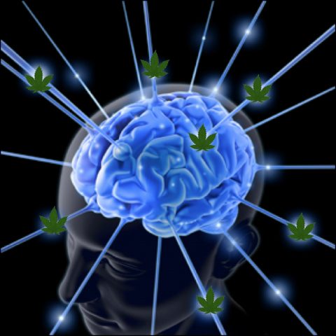 weed_brain
