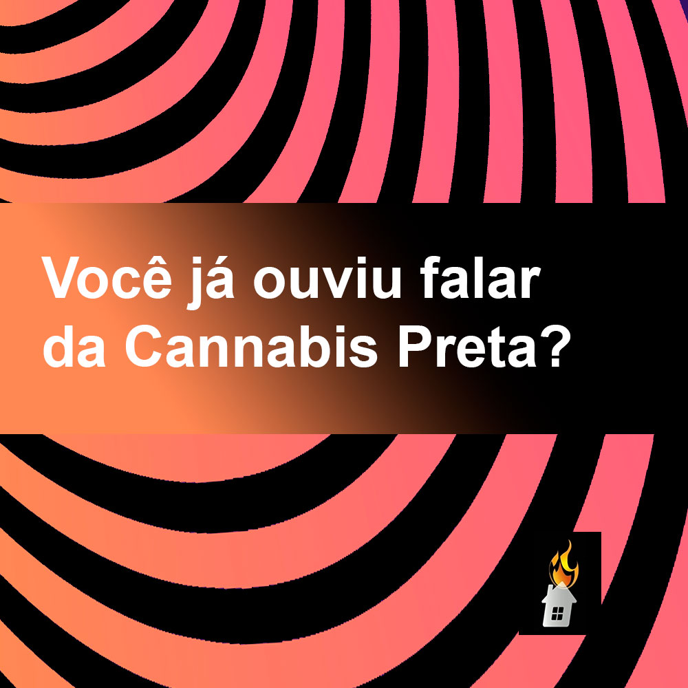 Você já ouviu falar da Canabis Preta?