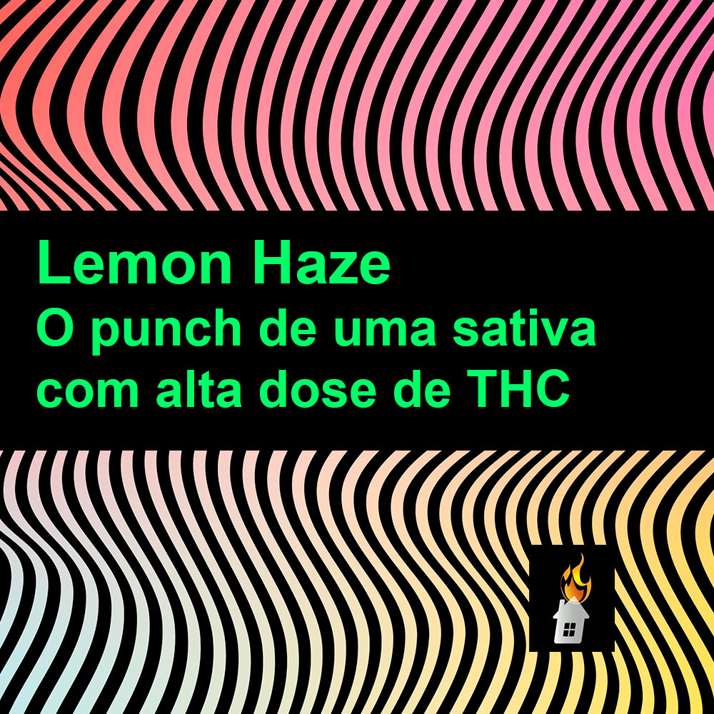Lemon Haze: O punch de uma sativa com alta dose de THC