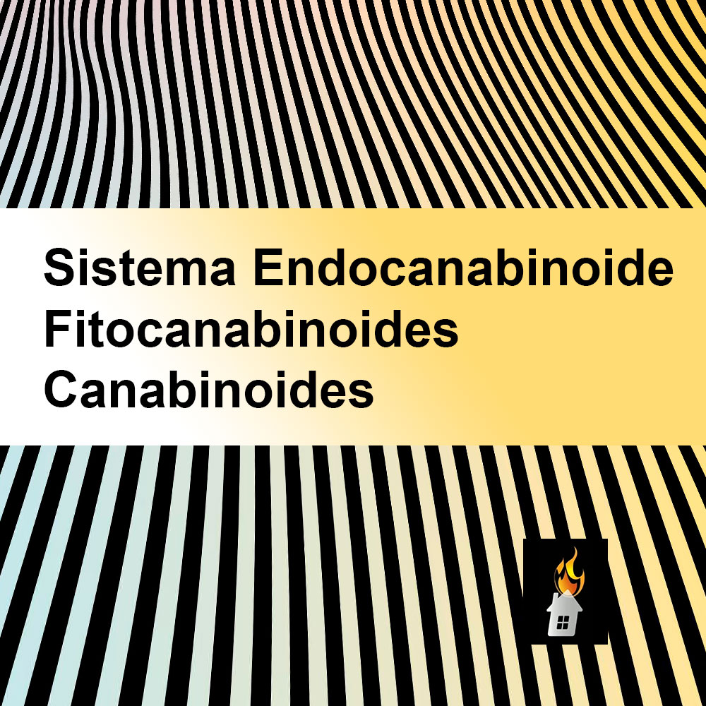 O que é Sistema Endocanabinoide, Fitocanabinoides e Canabinoides?
